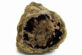 Petrified Wood (Schinoxylon) Limb - Blue Forest, Wyoming #382254-1